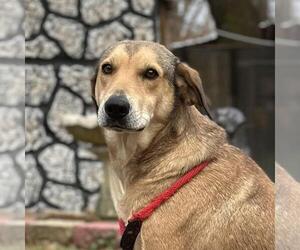 Siberian Husky-Unknown Mix Dogs for adoption in Yardley, PA, USA