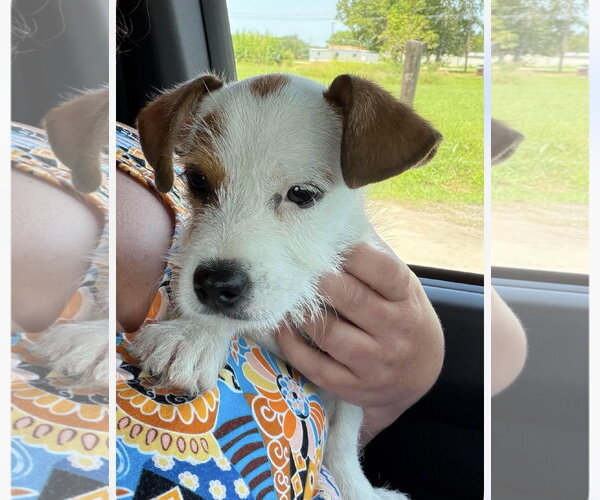 Medium Photo #1 Mutt Puppy For Sale in The Woodlands, TX, USA