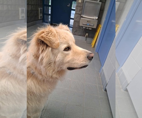 Medium Photo #5 Great Pyrenees-Unknown Mix Puppy For Sale in Minneapolis, MN, USA