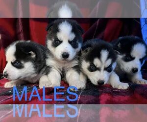 Siberian Husky Puppy for sale in WEST BLOCTON, AL, USA