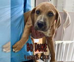 Small #2 Retriever  Mix