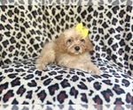 Small #3 Cavapoo