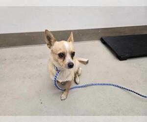 Chihuahua-Unknown Mix Dogs for adoption in McKinleyville, CA, USA
