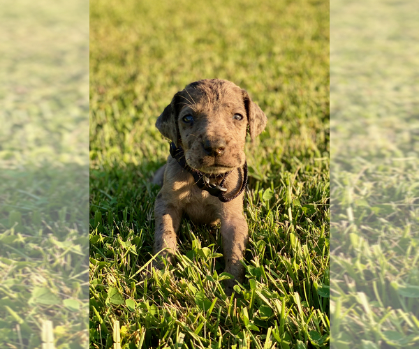 Medium Photo #8 Great Dane Puppy For Sale in LEITCHFIELD, KY, USA