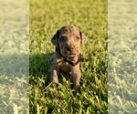 Small Photo #8 Great Dane Puppy For Sale in LEITCHFIELD, KY, USA