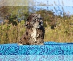 Small #38 ShihPoo