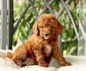 Poodle (Toy) Puppy for sale in GORDONVILLE, PA, USA