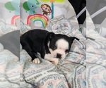 Puppy Amy Boston Terrier
