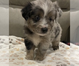 Medium Miniature Australian Shepherd