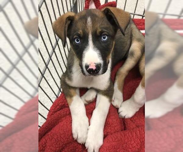 Medium Photo #1 Shollie Puppy For Sale in Conroe, TX, USA