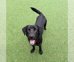 Small Labrador Retriever Mix