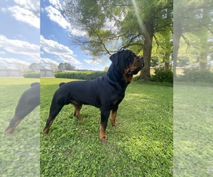 Rottweiler Puppy for sale in AULANDER, NC, USA