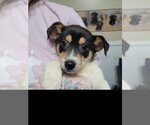 Small Photo #4 English Shepherd-Unknown Mix Puppy For Sale in Linton, IN, USA