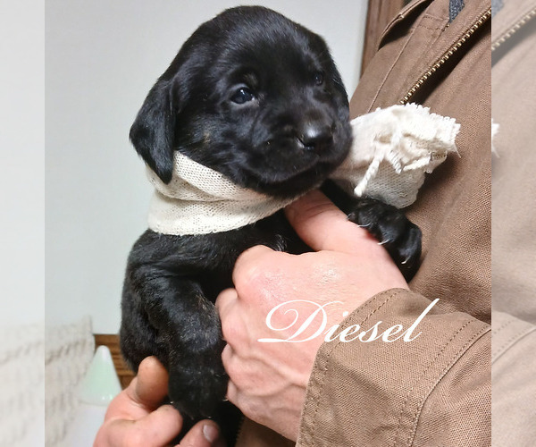 Medium Photo #3 Labrador Retriever Puppy For Sale in APPLE CREEK, OH, USA