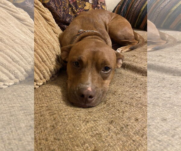 Medium Photo #4 Mutt Puppy For Sale in Greenville, SC, USA