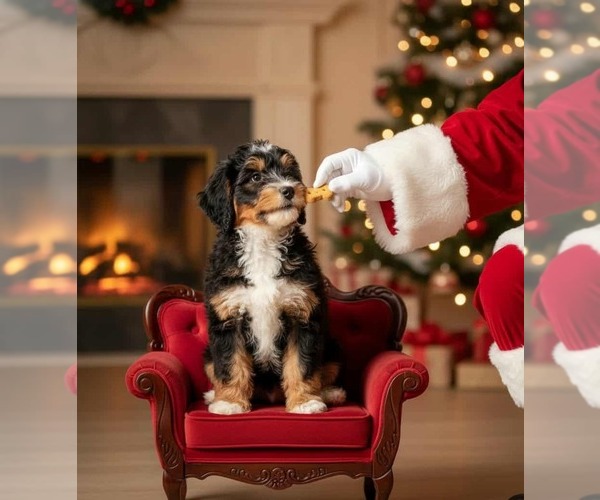 Medium Photo #1 Bernedoodle Puppy For Sale in MILLVILLE, MN, USA