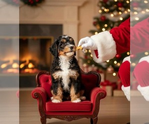 Bernedoodle Puppy for sale in MILLVILLE, MN, USA