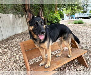 Trapper - Male German Shepherd Dog Dog for Adoption - Photo #6