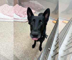 German Shepherd Dog Dogs for adoption in Martinsburg, WV, USA