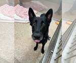 Small German Shepherd Dog