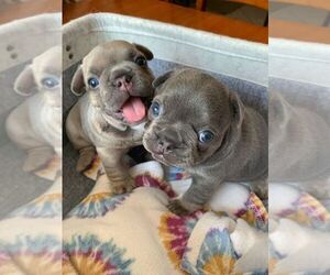 French Bulldog Dogs for adoption in PHILADELPHIA, PA, USA