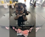 Small Photo #9 Yorkshire Terrier Puppy For Sale in SACRAMENTO, CA, USA