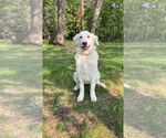 Small #11 Great Pyrenees Mix