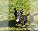 Small #3 Mutt