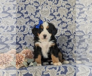 Bernese Mountain Dog Puppy for sale in NEW HOLLAND, PA, USA
