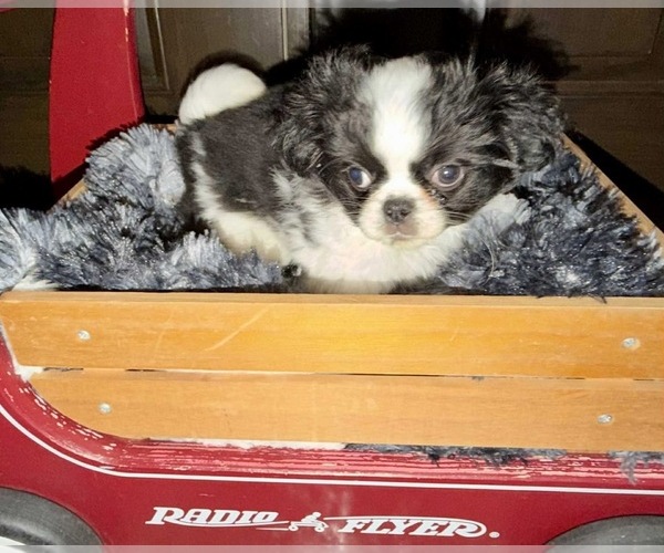 Medium Photo #4 Japanese Chin Puppy For Sale in BELTON, MO, USA
