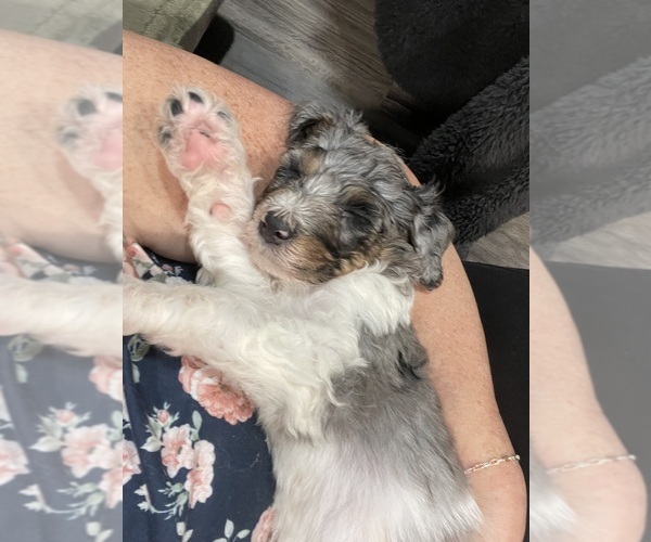 Medium Photo #9 Bernedoodle Puppy For Sale in ZEELAND, MI, USA