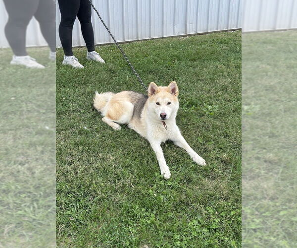 Medium Photo #1 Siberian Husky-Unknown Mix Puppy For Sale in Evansville, IN, USA