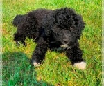 Small Photo #15 Portuguese Water Dog Puppy For Sale in LAKEVIEW, MI, USA