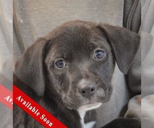 Boxer-Unknown Mix Dogs for adoption in Huntley, IL, USA