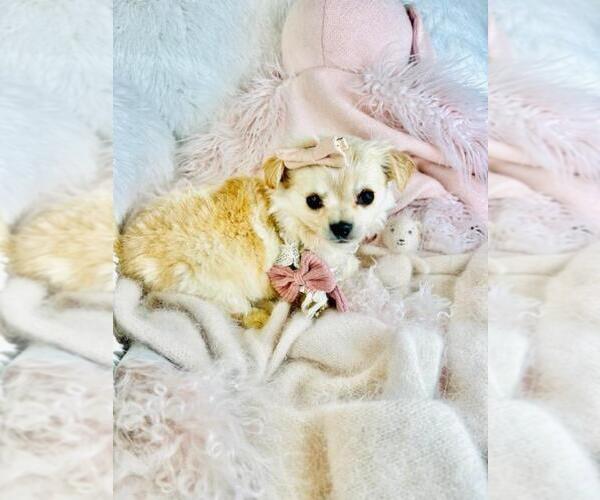 Medium Photo #10 Chiranian Puppy For Sale in PEMBROKE PINES, FL, USA