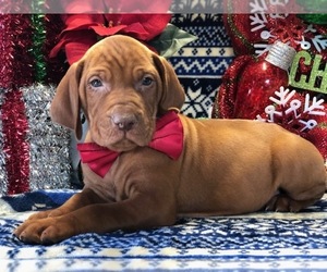 Vizsla Puppy for sale in CLAY, PA, USA