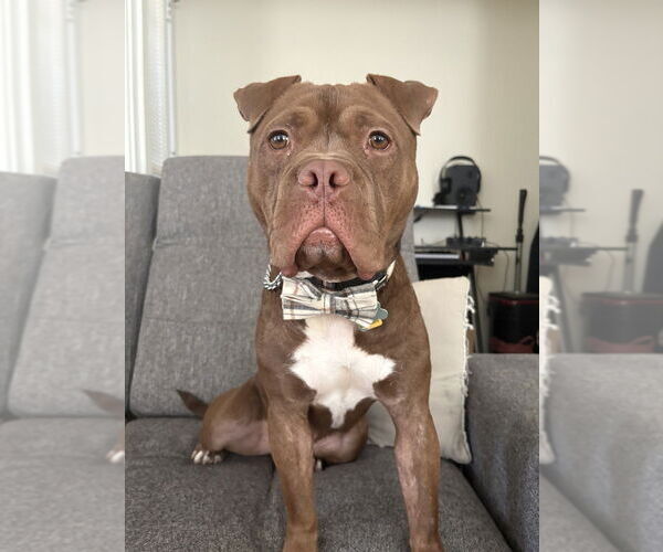 Medium Photo #3 American Pit Bull Terrier-Unknown Mix Puppy For Sale in Brewster, NY, USA