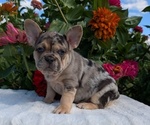 Small #4 French Bulldog