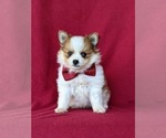 Small Photo #3 Pomeranian Puppy For Sale in OXFORD, PA, USA