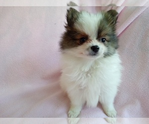 Pomeranian Dog for Adoption in LAUREL, Mississippi USA
