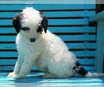 Small Photo #2 Miniature Bernedoodle Puppy For Sale in FREDERICKSBG, OH, USA