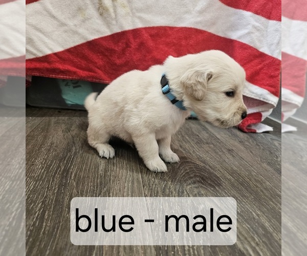 Medium Photo #1 English Cream Golden Retriever Puppy For Sale in SODDY DAISY, TN, USA