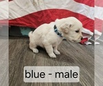 Puppy Blue English Cream Golden Retriever