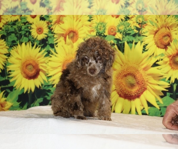 Medium Photo #16 Poodle (Toy) Puppy For Sale in DYERSBURG, TN, USA