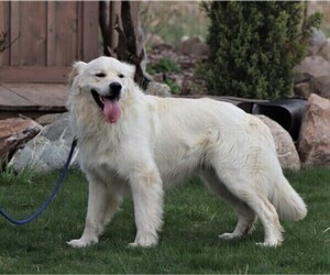 Father of the Golden Retriever puppies born on 04/23/2023