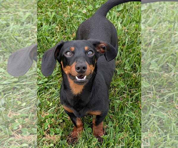 Medium Photo #6 Dachshund Puppy For Sale in Shelbyville, TN, USA