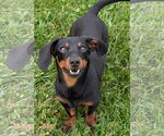 Small #5 Dachshund