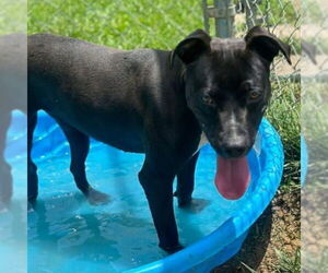 American Staffordshire Terrier-Labrador Retriever Mix Dogs for adoption in Bristol, CT, USA