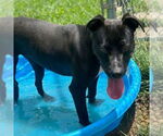 Small American Staffordshire Terrier-Labrador Retriever Mix
