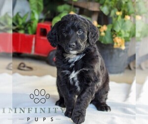 Bernedoodle (Miniature) Puppy for sale in EAST EARL, PA, USA